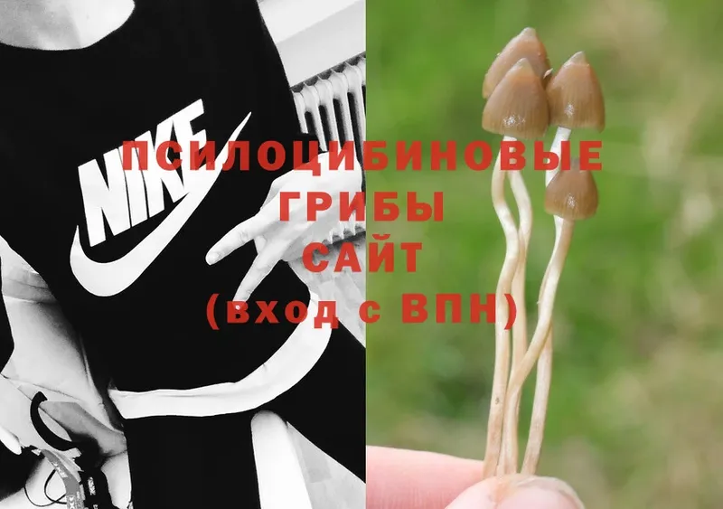 Псилоцибиновые грибы Psilocybe  наркошоп  ссылка на мегу ТОР  Раменское 